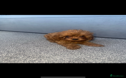 Cavapoo dogs for sale: Stunning health tested f1 Cavapoos ready now  - Image 11