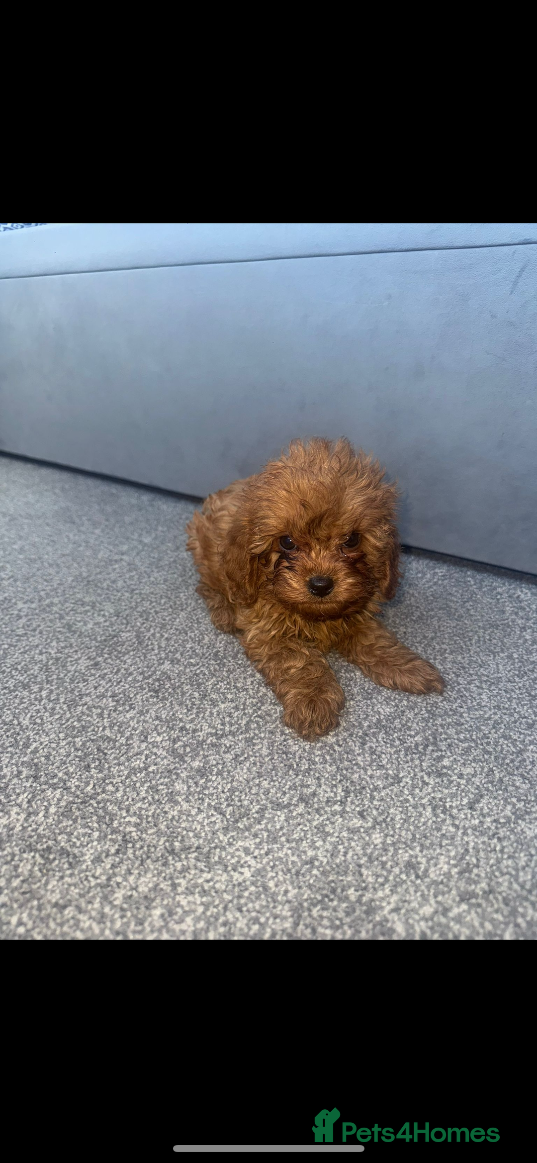 Cavapoo dogs for sale: Stunning health tested f1 Cavapoos ready now  - Image 11