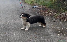 Australian Shepherd dogs for sale: Australian Shepherd Female Puppy - £1200 - Image 3