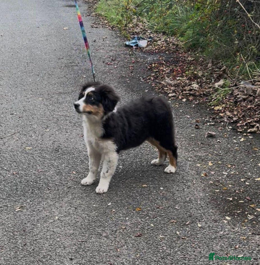 Australian Shepherd dogs for sale: Australian Shepherd Female Puppy - £1200 - Image 3