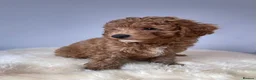 Cavapoo dogs for sale: ⭐️Top Quality Health Tested Toy Cavapoo Puppies⭐️ - Advert 6