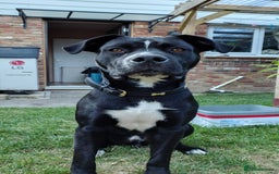 Mixed Breed dogs for sale: Tyson - experienced owner needed - Image 7