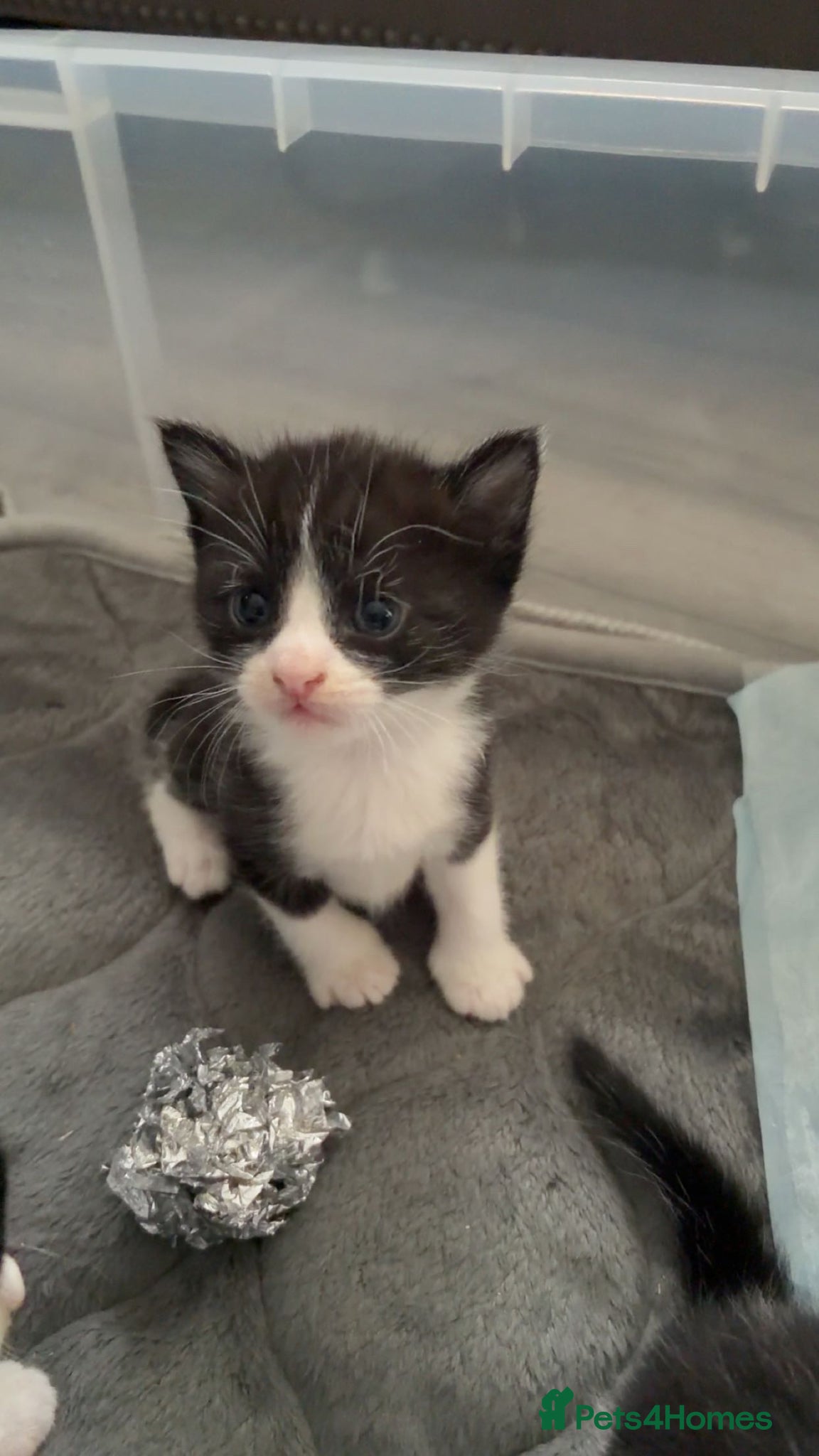 Domestic Shorthair cats 4 Tuxedos domestic shorthair  - Advert 1