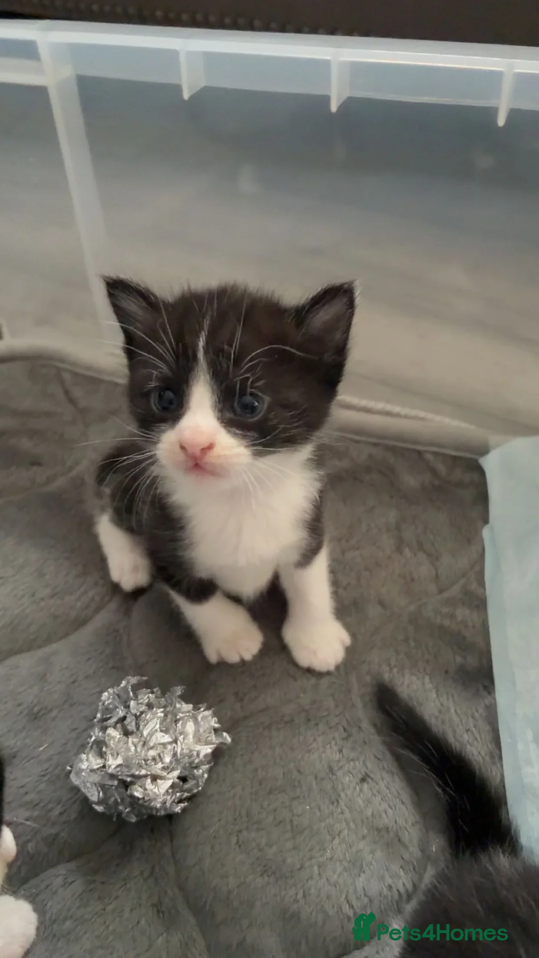 Domestic Shorthair cats for sale: 4 Tuxedos domestic shorthair  in Birmingham - Advert 1