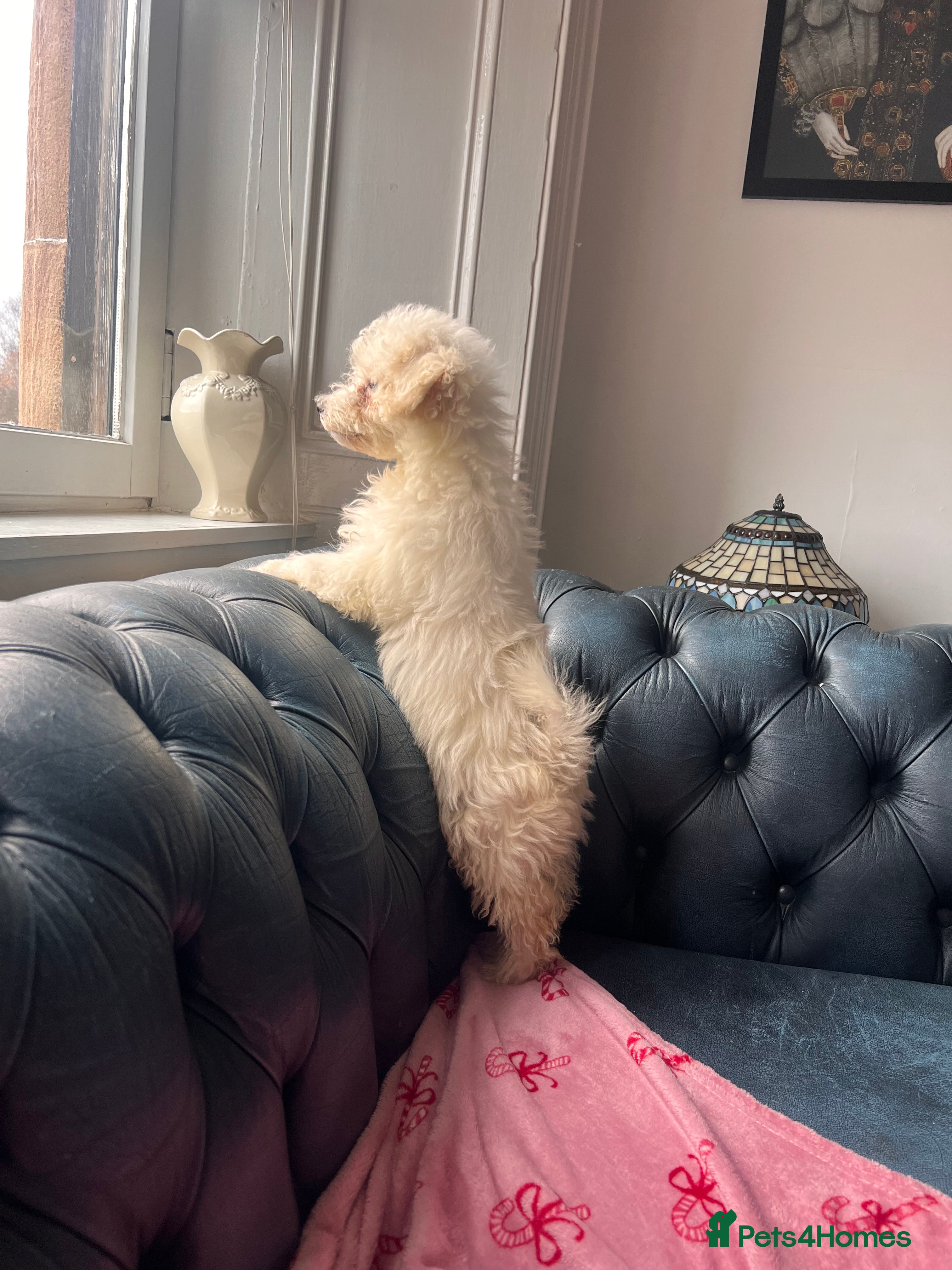 Bichon Frise dogs Bichon Frise - Advert 7