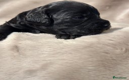 Cockapoo dogs for sale: •F1B Cockapoo Pups - Black & Tan - Ready 19th Dec• - Image 8