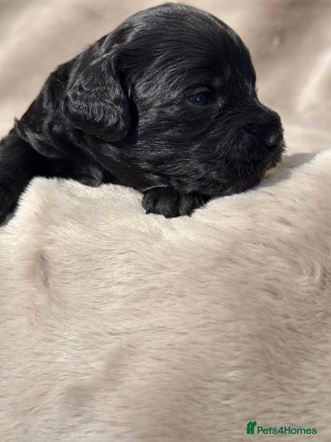 Cockapoo dogs for sale: •F1B Cockapoo Pups - Black & Tan - Ready 19th Dec• - Image 8