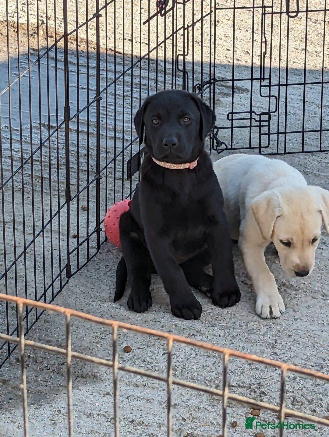 Labrador Retriever dogs for sale: KC Labrador puppies #READY TO LEAVE# - Image 4
