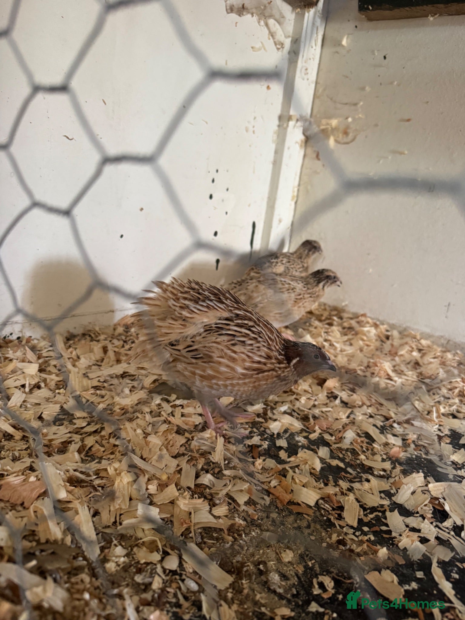 Quail poultry 6 male quails for sale  - Advert 3