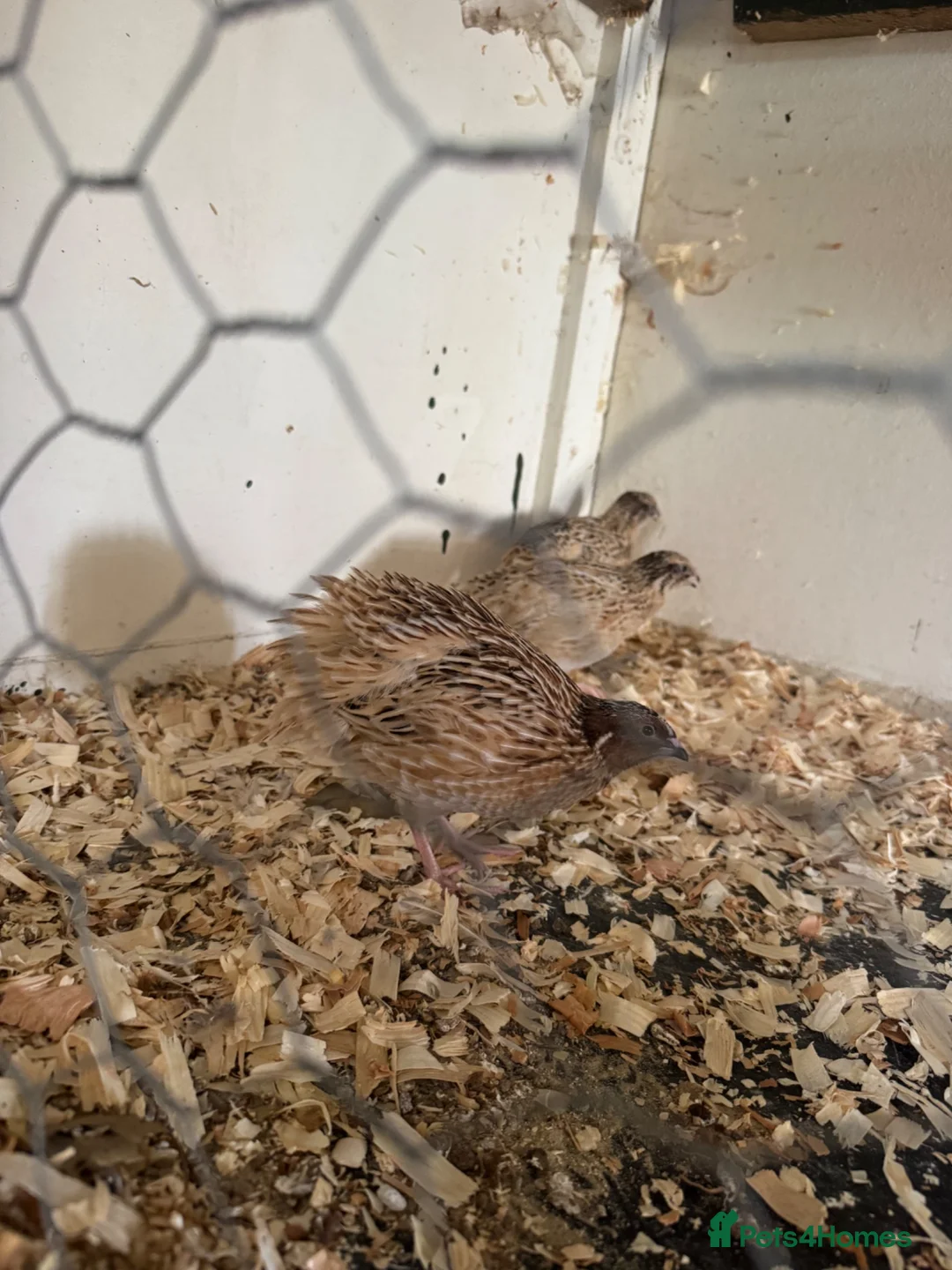 Quail poultry for sale: 6 male quails for sale  in King's Lynn - Advert 1