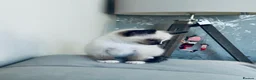 Ragamese cats for sale: Stunning Ragdoll x Thai Siamese - Advert 5