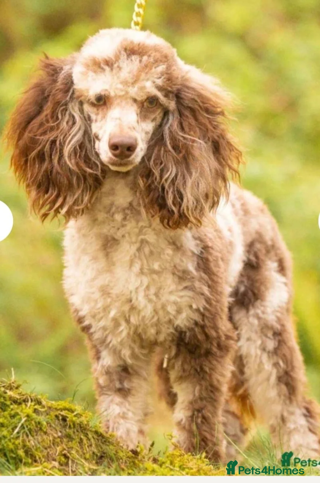 Cavapoochon dogs for sale: Cavapoochon puppies  in Llandeilo - Advert 3