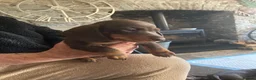 Miniature Dachshund dogs for sale: Miniature daschund  - Advert 6
