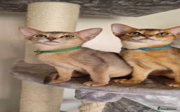 Abyssinian cats for sale: Pure Abyssinian kittens ❤️Ready to go 😍  - Image 20