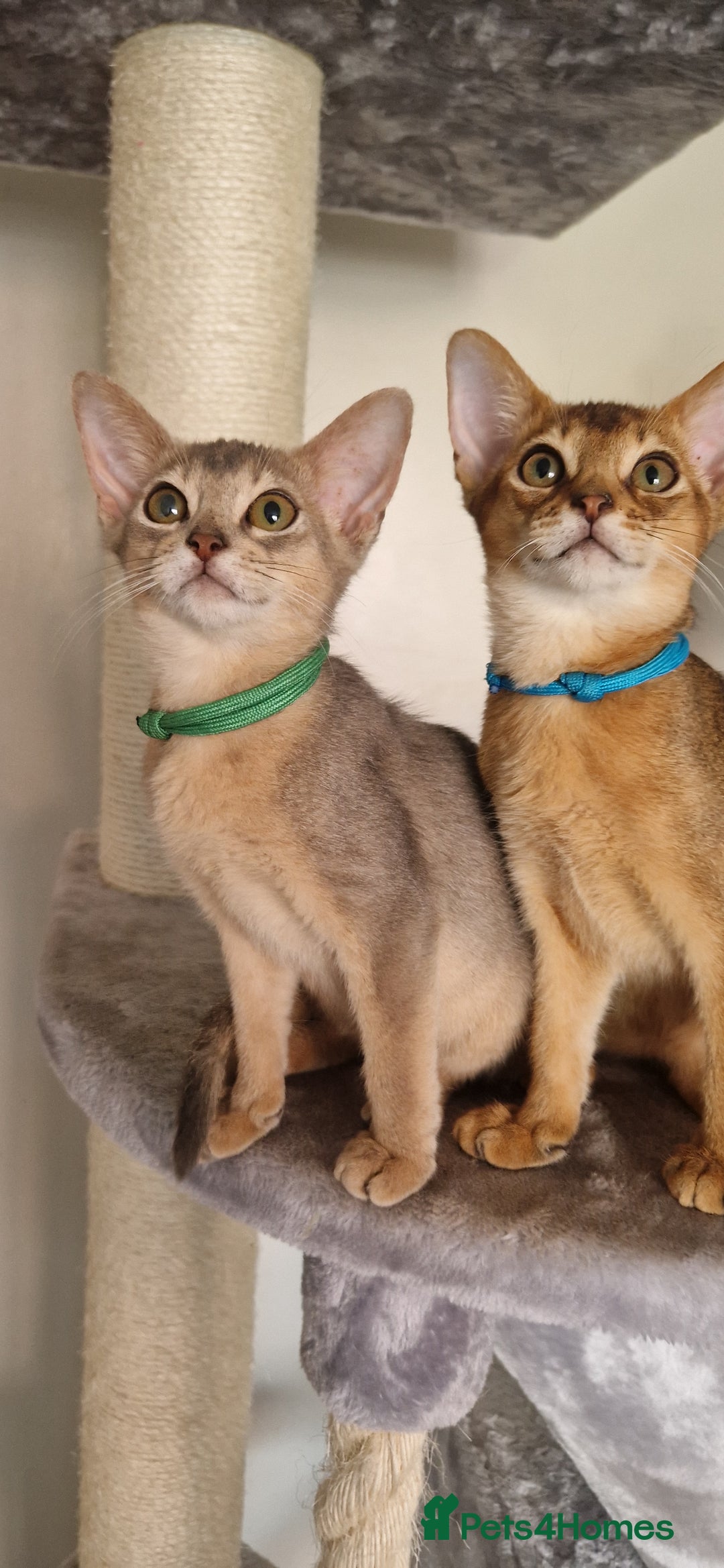 Abyssinian cats for sale: Pure Abyssinian kittens ❤️Ready to go 😍  - Image 20