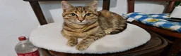 Mixed Breed cats for sale: 3 boys 2 girls kittens  - Advert 1