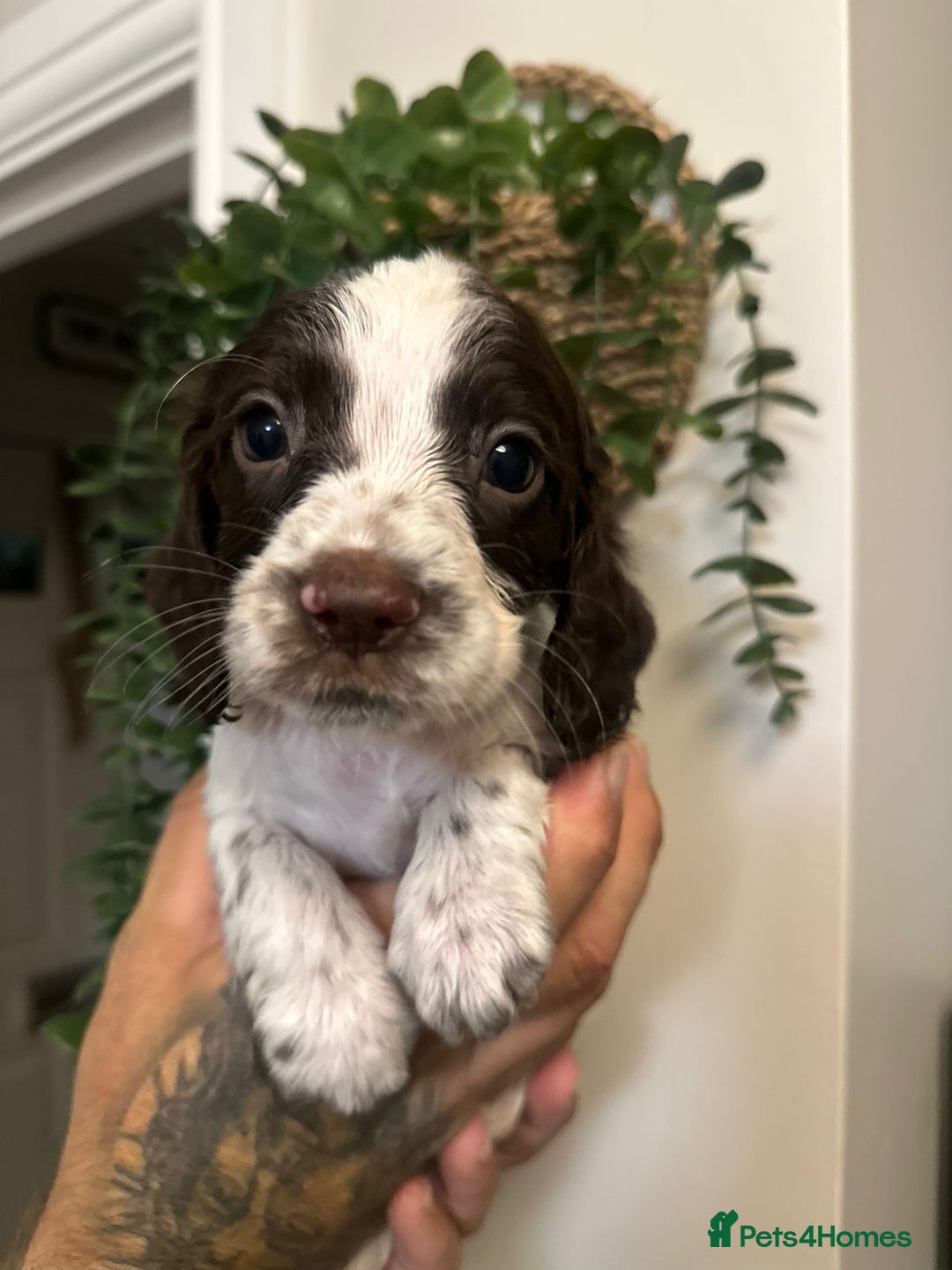 Sprocker dogs for sale: Sprocker puppies  - Image 15