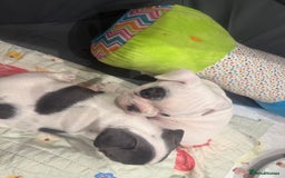 French Bulldog dogs for sale: Kropek - Image 12
