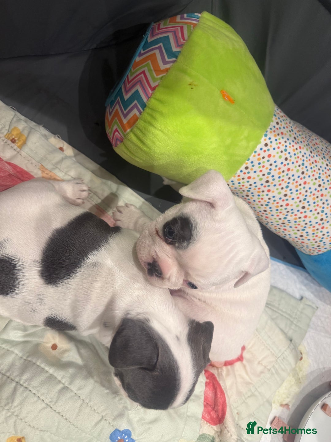 French Bulldog dogs for sale: Kropek - Image 12
