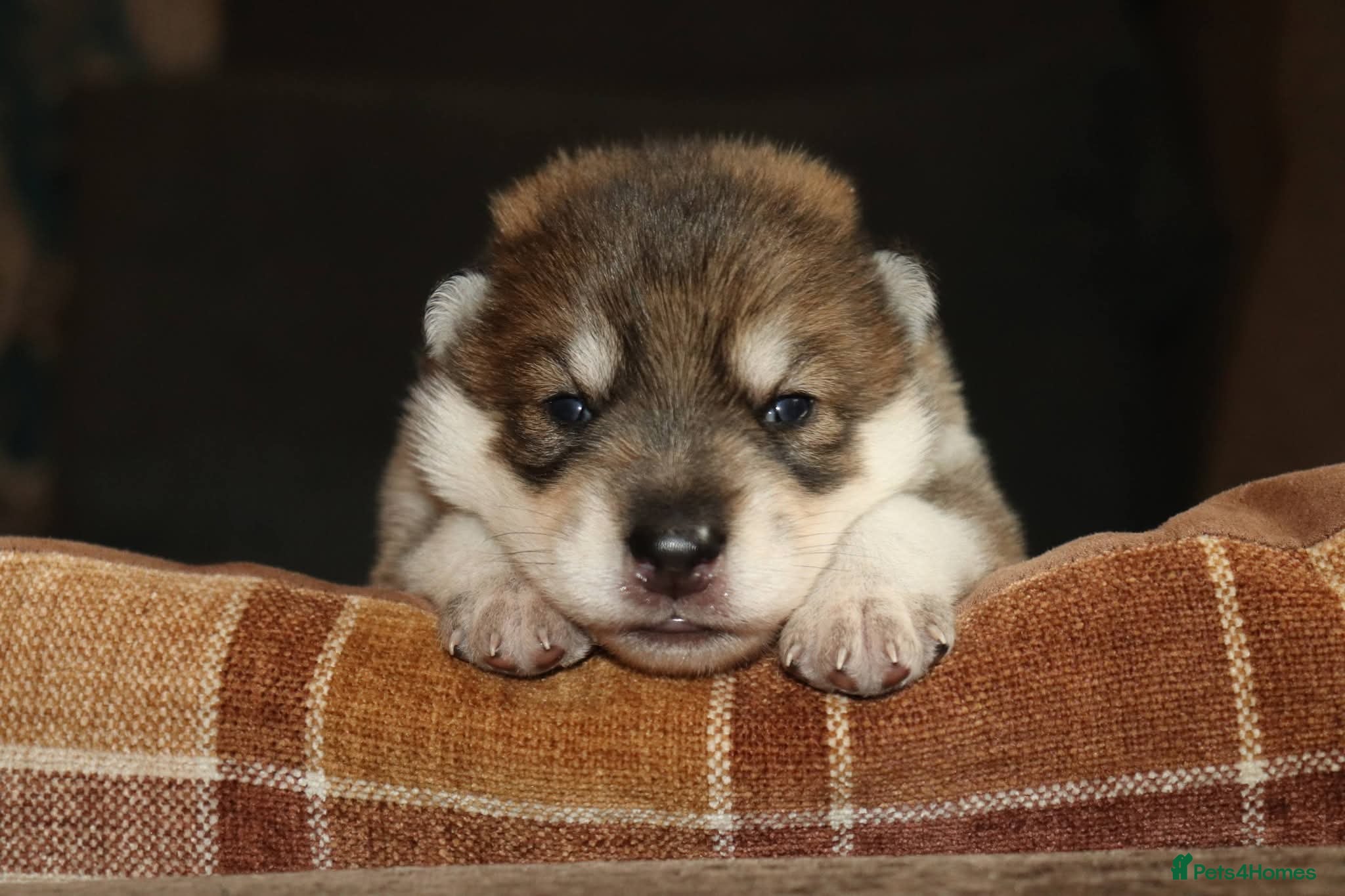 Northern Inuit dogs Timber Dog wolfalike Puppies  - Advert 10