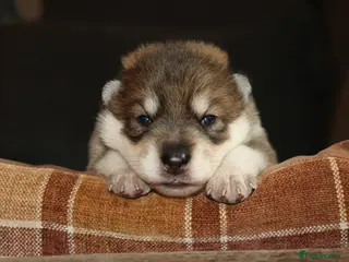 Northern Inuit dogs Timber Dog wolfalike Puppies - Advert 10