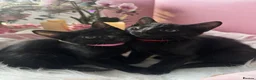 Egyptian Mau cats for sale: TICA Registered Smoke Egyptian Mau last 2 females  - Advert 22