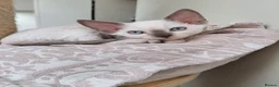 Devon Rex cats for sale: Devon rex kittens neutered  included in the price - Advert 2