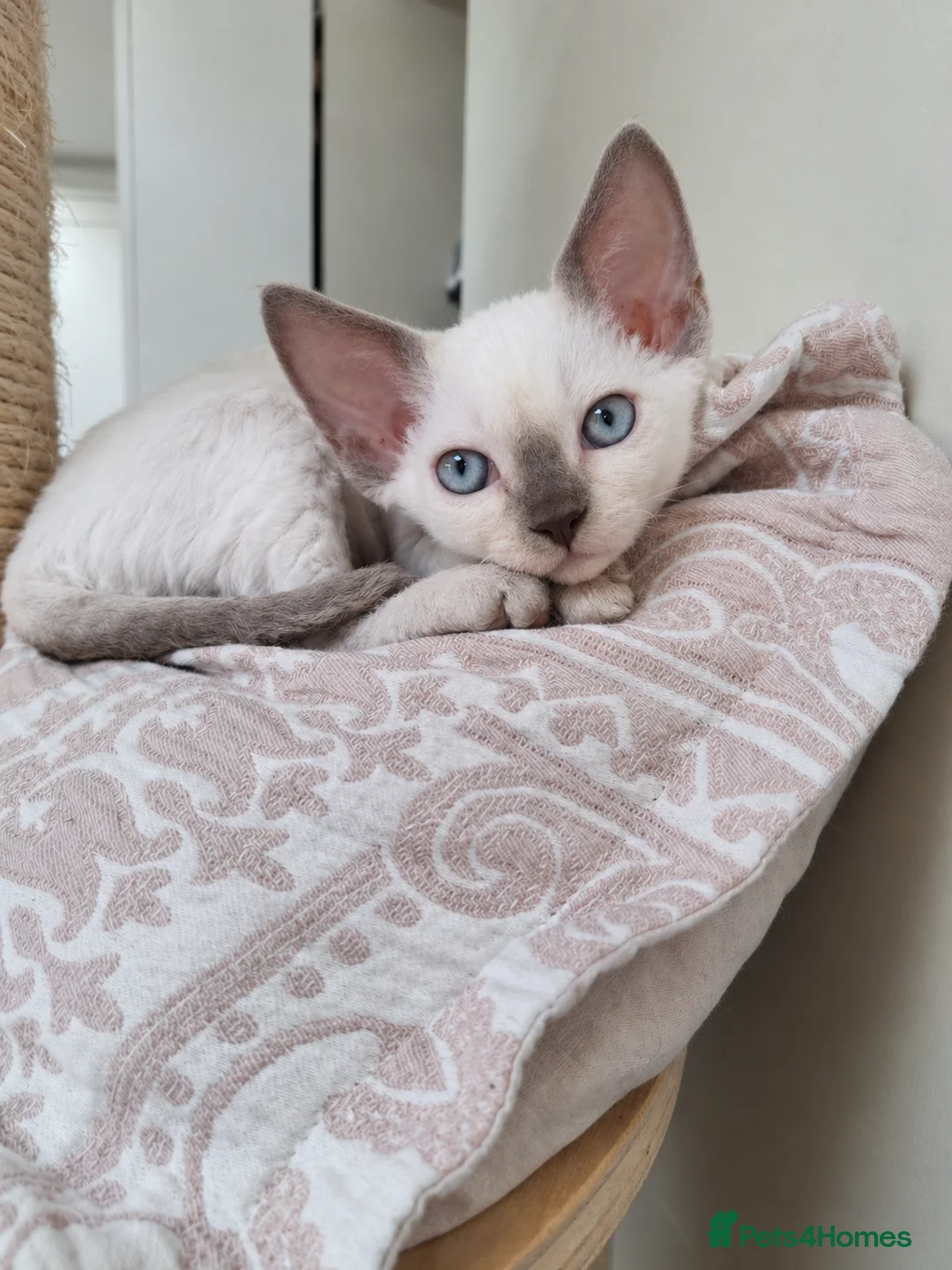 Devon Rex cats for sale: Devon rex kittens neutered  included in the price - Advert 2
