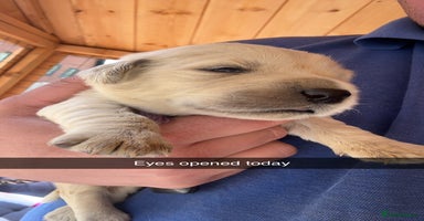 Golden Retriever dogs - Advert 8