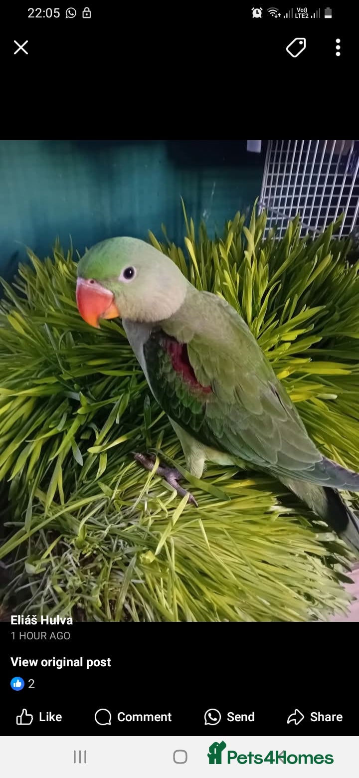 Parrots birds Alexandrine baby New baby  - Advert 16