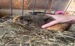 Guinea Pig rodents for sale: Beautiful Young GuineaPigs  - Image 12