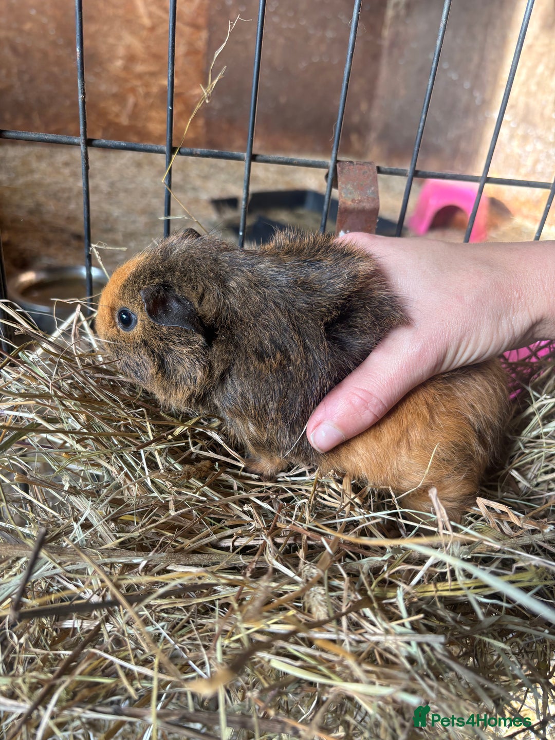 Guinea Pig rodents for sale: Beautiful Young GuineaPigs  - Image 12