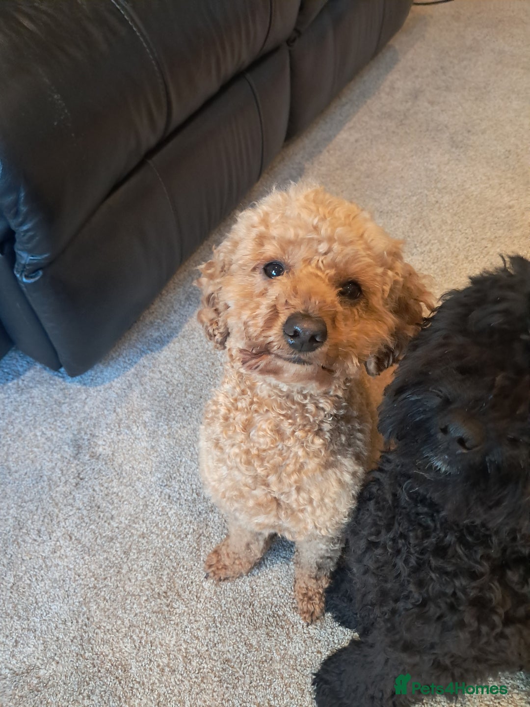 Mixed Breed dogs for sale: Betsy and Willow - Image 10