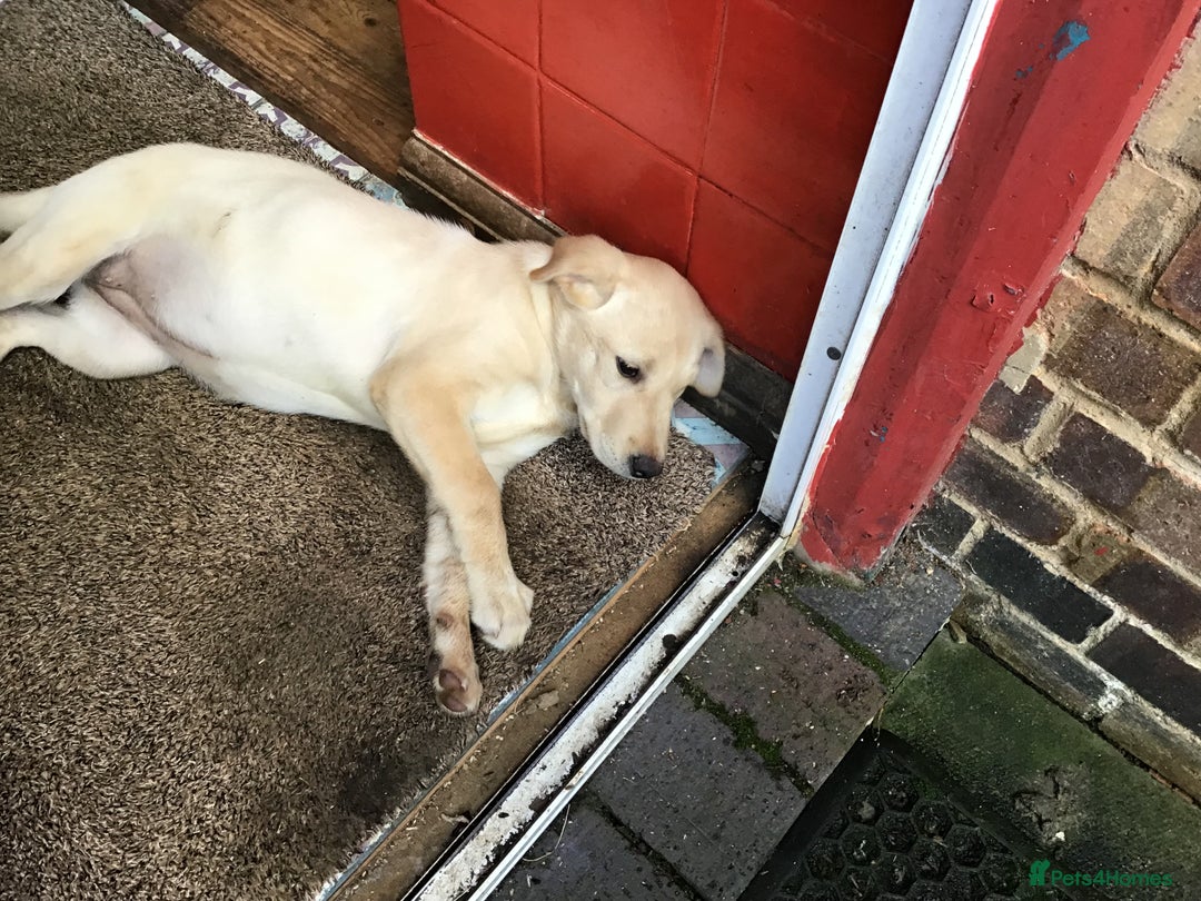 Labrador Retriever dogs for sale: Labrador bitch puppy - Advert 4