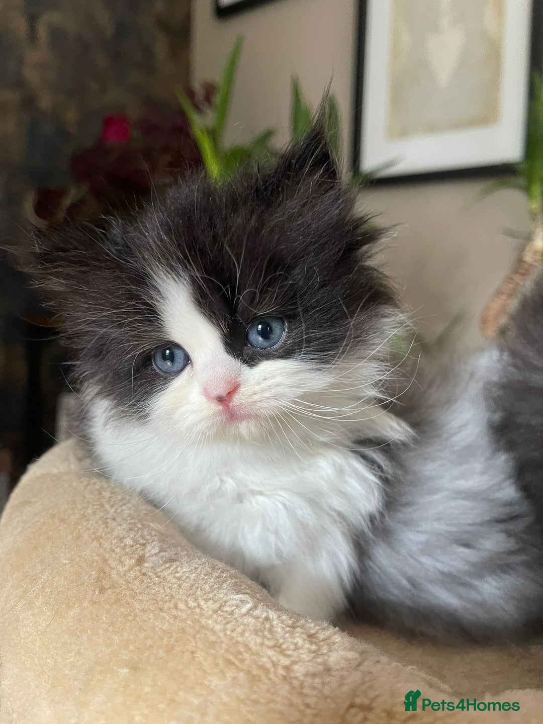 Persian cats for sale: Beautiful fluffy kittens very affectionate  - Image 5