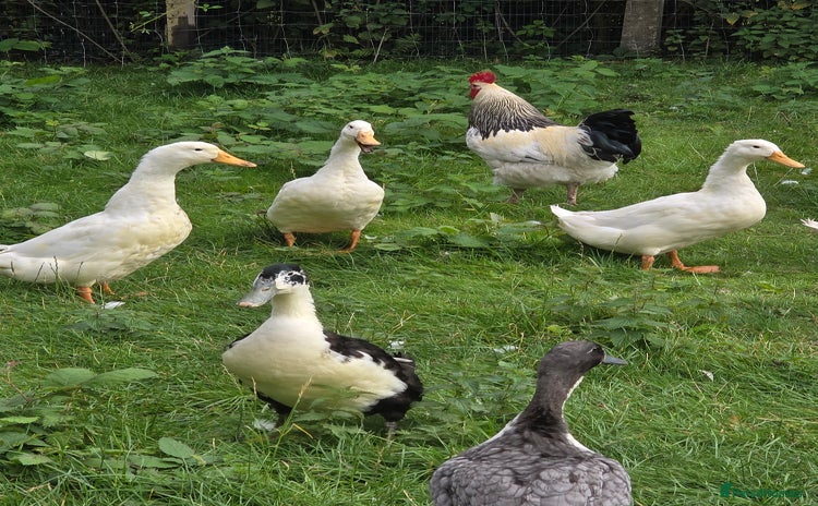 Ducks poultry - Advert 1