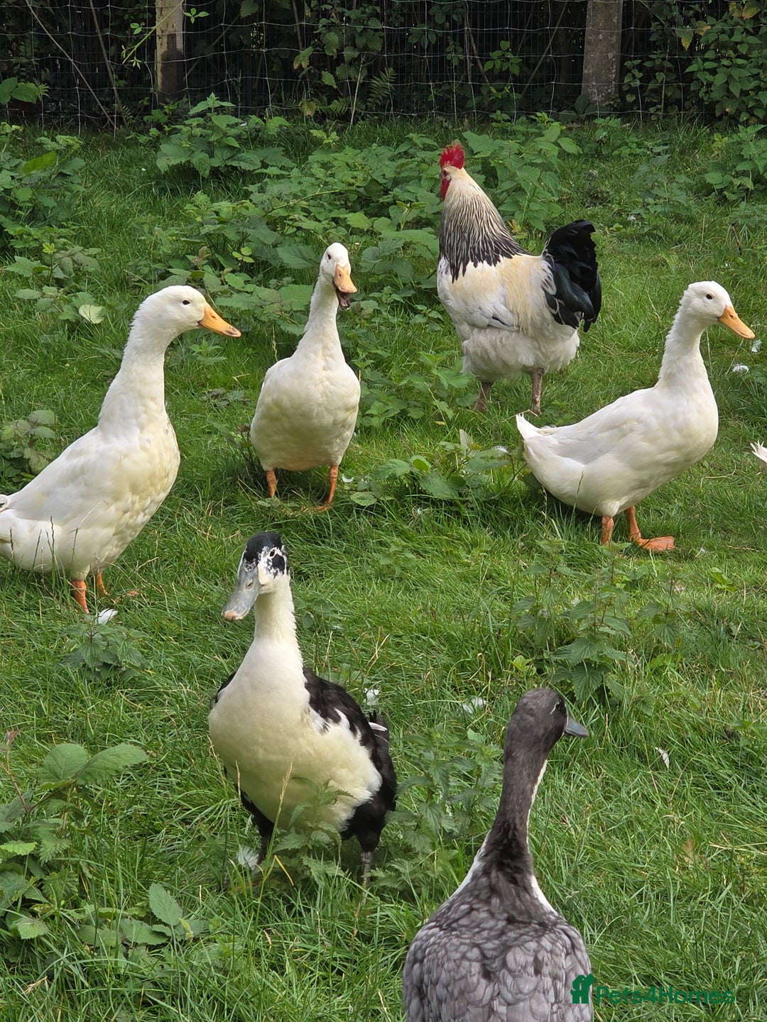 Ducks poultry for sale: Indian runners - Image 1