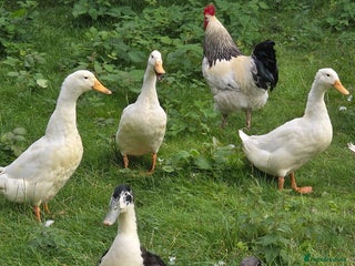 Ducks poultry - Advert 3