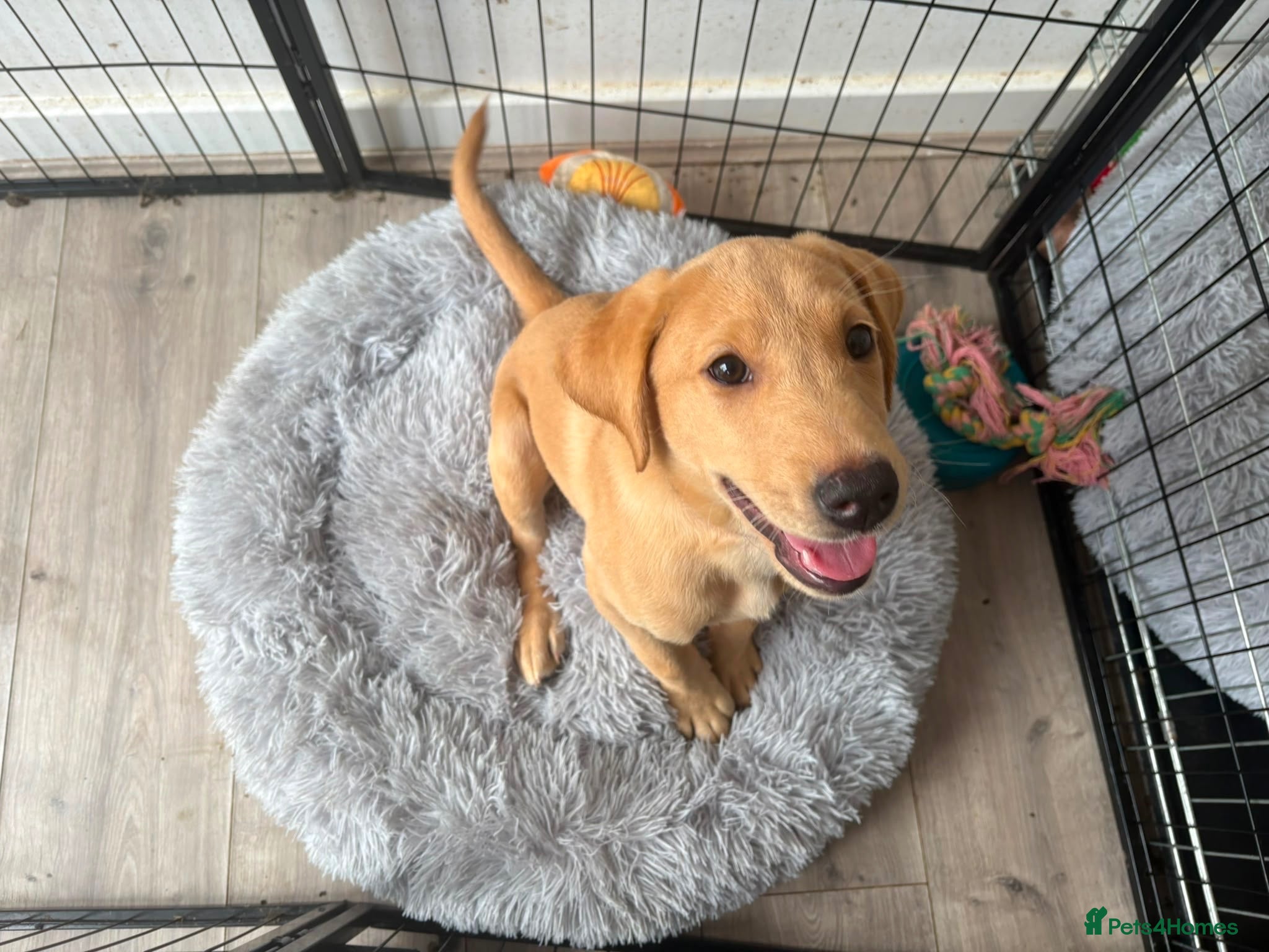 Labrador Retriever dogs Health Tested Champion Pedigree Pups - Advert 2