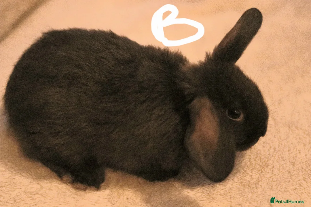 Mixed Breed rabbits for sale: Beautiful baby bunny,s  - Advert 3