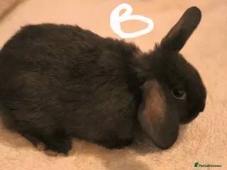 Mixed Breed rabbits Beautiful baby bunny,s - Advert 17