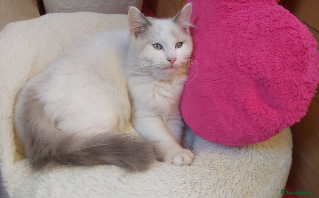 Ragdoll cats for sale: RAGDOLL BICOLOUR BOY BLUE EYES READY NOW! - Image 7