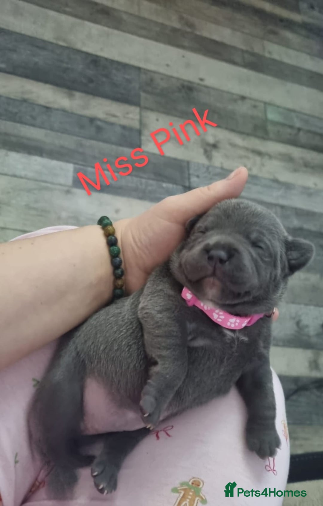 Staffordshire Bull Terrier dogs for sale: Beautifull blue staff puppies for sale  - Advert 4