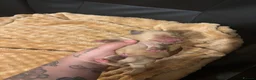 Labrador Retriever dogs for sale: Beautiful KC Labrador Puppies - Advert 16