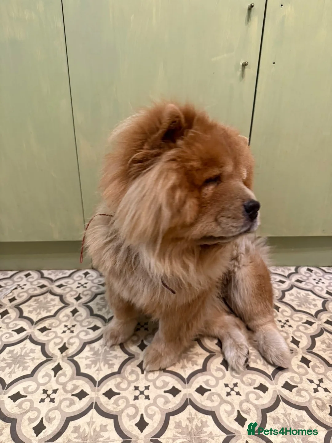 Chow Chow dogs for sale: 3 year old KC Chow Chow - Toffee  - Advert 2