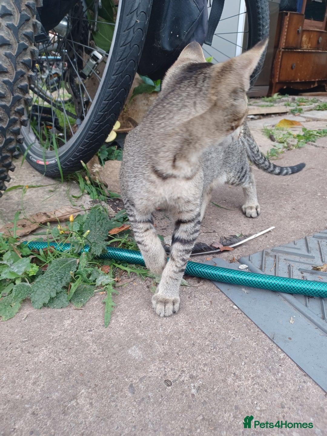 British Shorthair cats for sale: Kitten boy  - Image 8