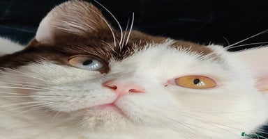 British Shorthair cats - Advert 2