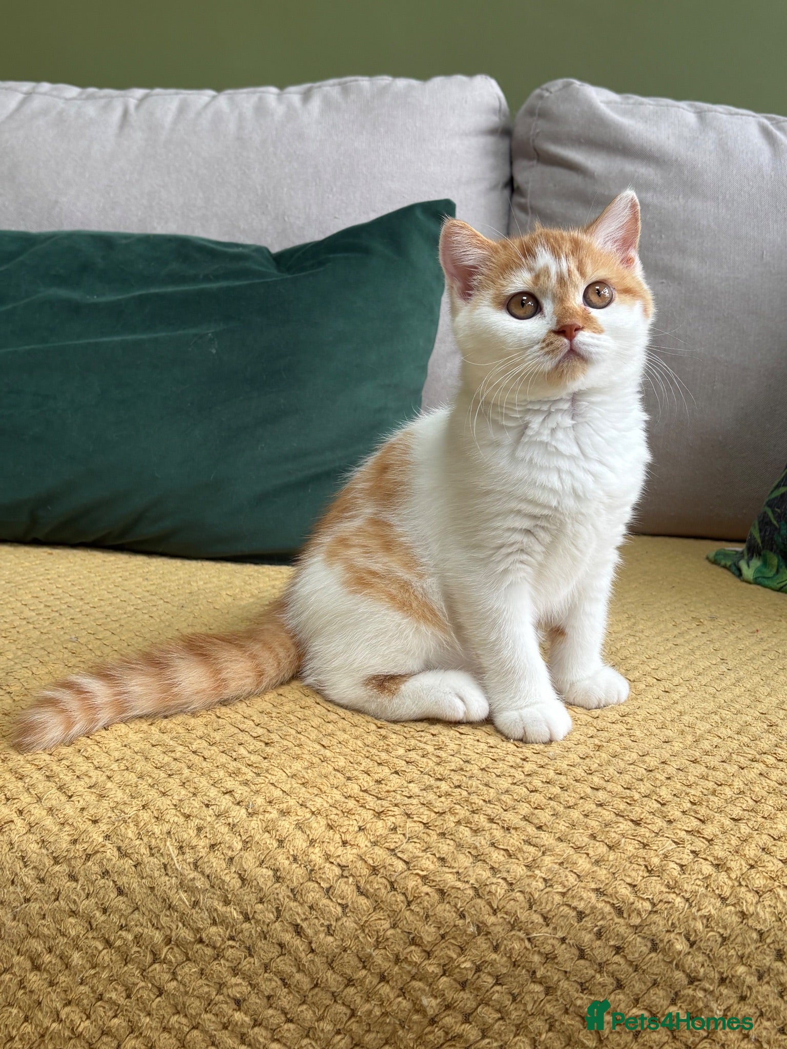 British Shorthair cats Gccf registered bsh kittens-1 girl left-ready now - Advert 8