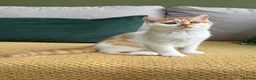 British Shorthair cats for sale: Gccf registered bsh kittens-1 girl left-ready now - Advert 12