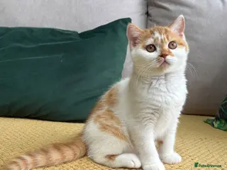 British Shorthair cats Gccf registered bsh kittens-1 girl left-ready now - Advert 8